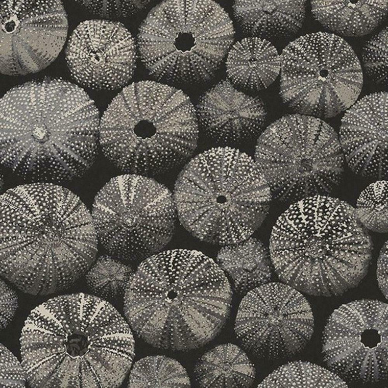 84539427 - Encyclopedia2 Sea Urchins Black Casadeco Wallpaper