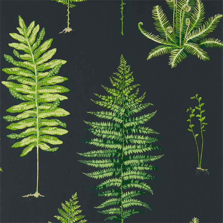 DGLW216634 - Glasshouse  Botanical Black Sanderson Wallpaper