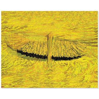 Leonardo Da Vinci Study of Wing at Morning Rise Acrylic Prints