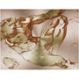 Michelangelo Anatomical Adam etched gold torso on circular brushed rose-gold metallic panel.