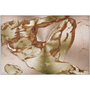 Michelangelo Anatomical Adam metal art: contorted back-torso musculature on rose-gold brushed plate.