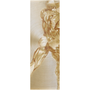 Tall Rubens Anatomical Male Nude brass crop: left-side torso fragment on champagne circular brushed metal.