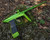 DLX Luxe TM40 Paintball Gun - Dust Green/Polished Green
