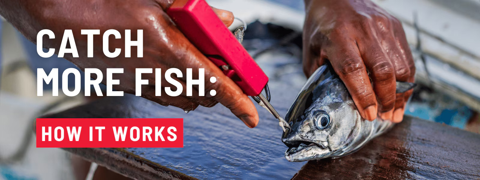 Bridle-Buddy - Catch More Fish : How It Works!