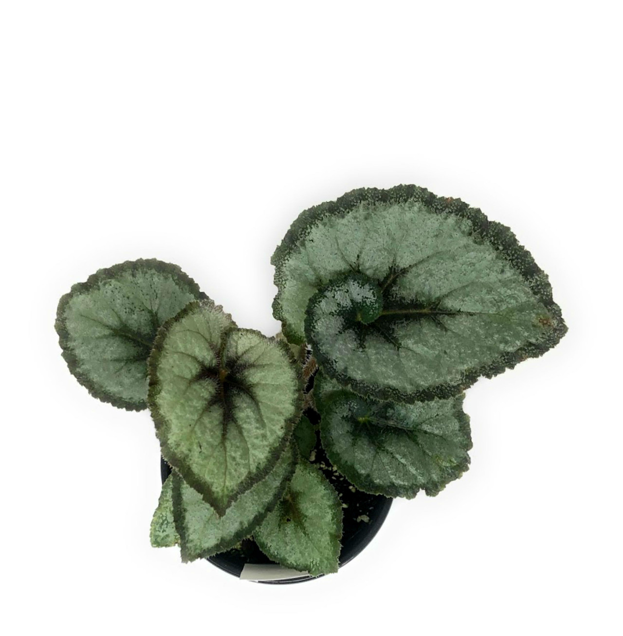 FlowerPotNursery Rex Begonia Escargot Begonia rex Escargot 4" Pot The