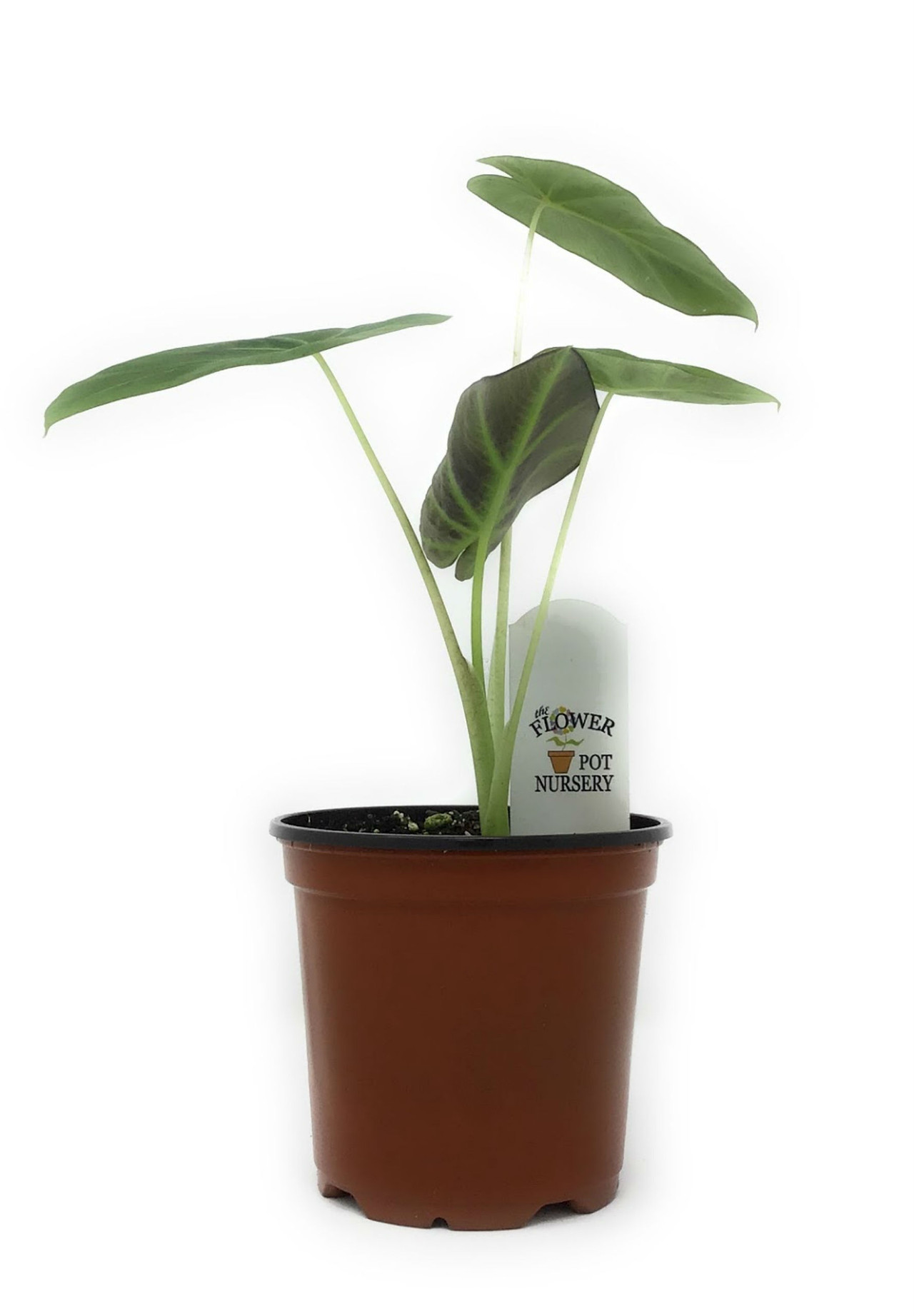 FlowerPotNursery Colocasia Imperial Gigante C. sp. Imperial Gigante 4