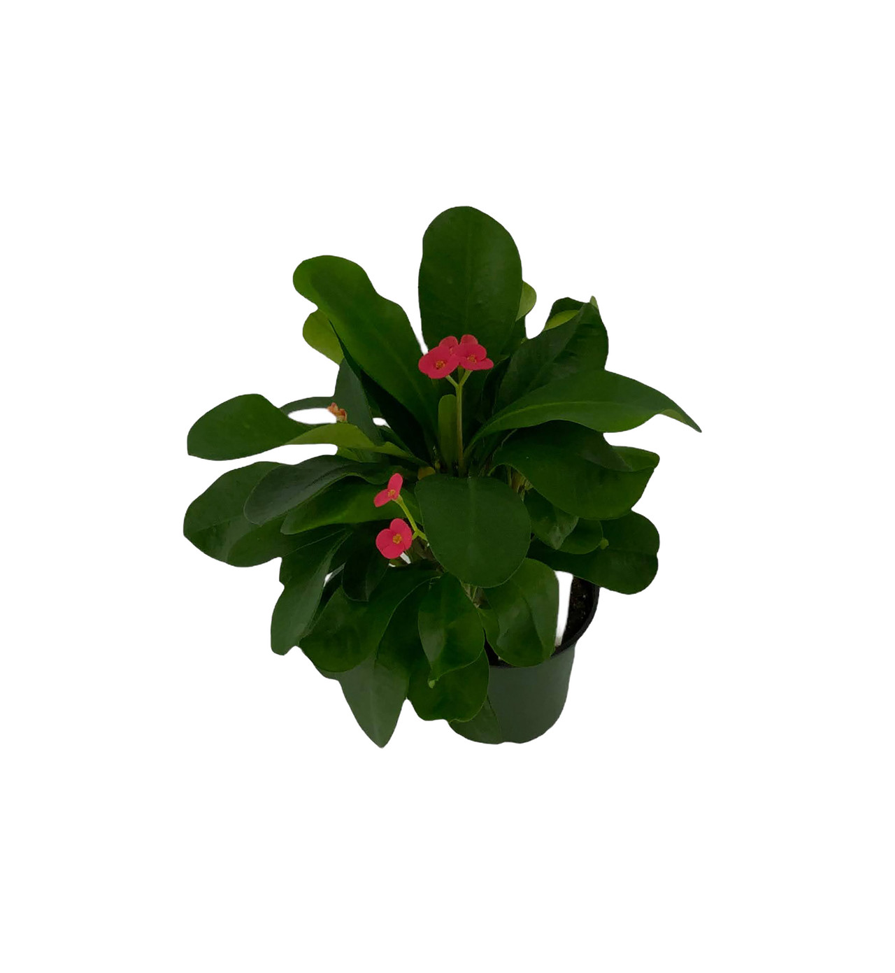 FlowerPotNursery Gundula Crown of Thorns Euphorbia milii Gundula 4" Pot