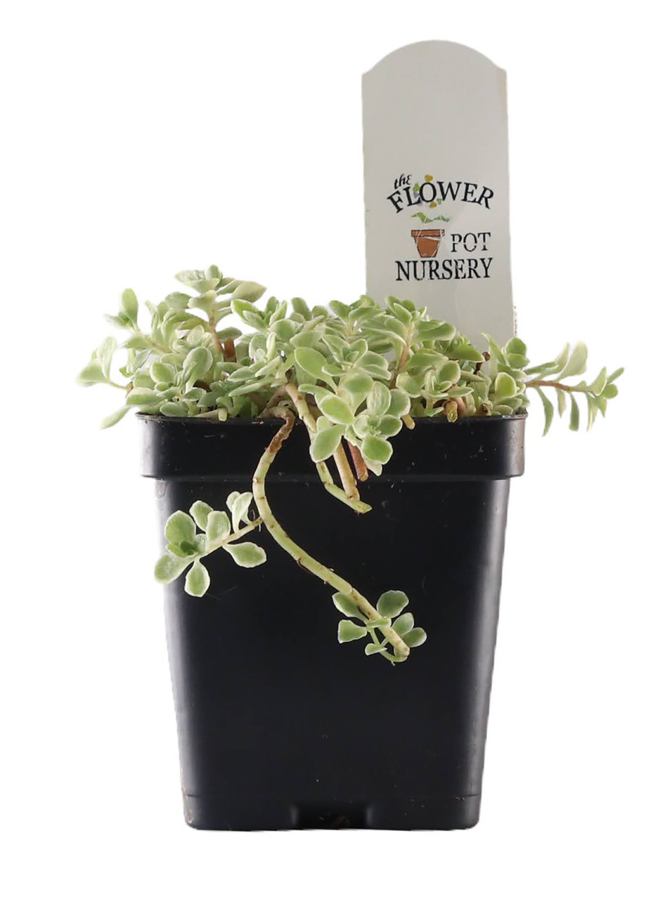FlowerPotNursery Makinoi Sedum Sedum makinoi Variegata 3