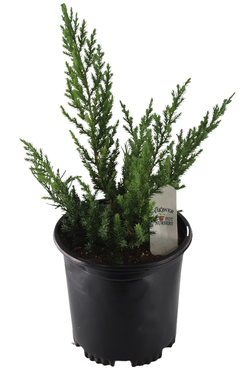 Juniperus communis: planting, care & uses - Plantura