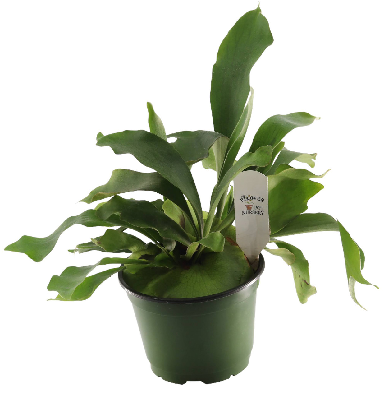 FlowerPotNursery Staghorn Fern Platycerium bifurcatum 6