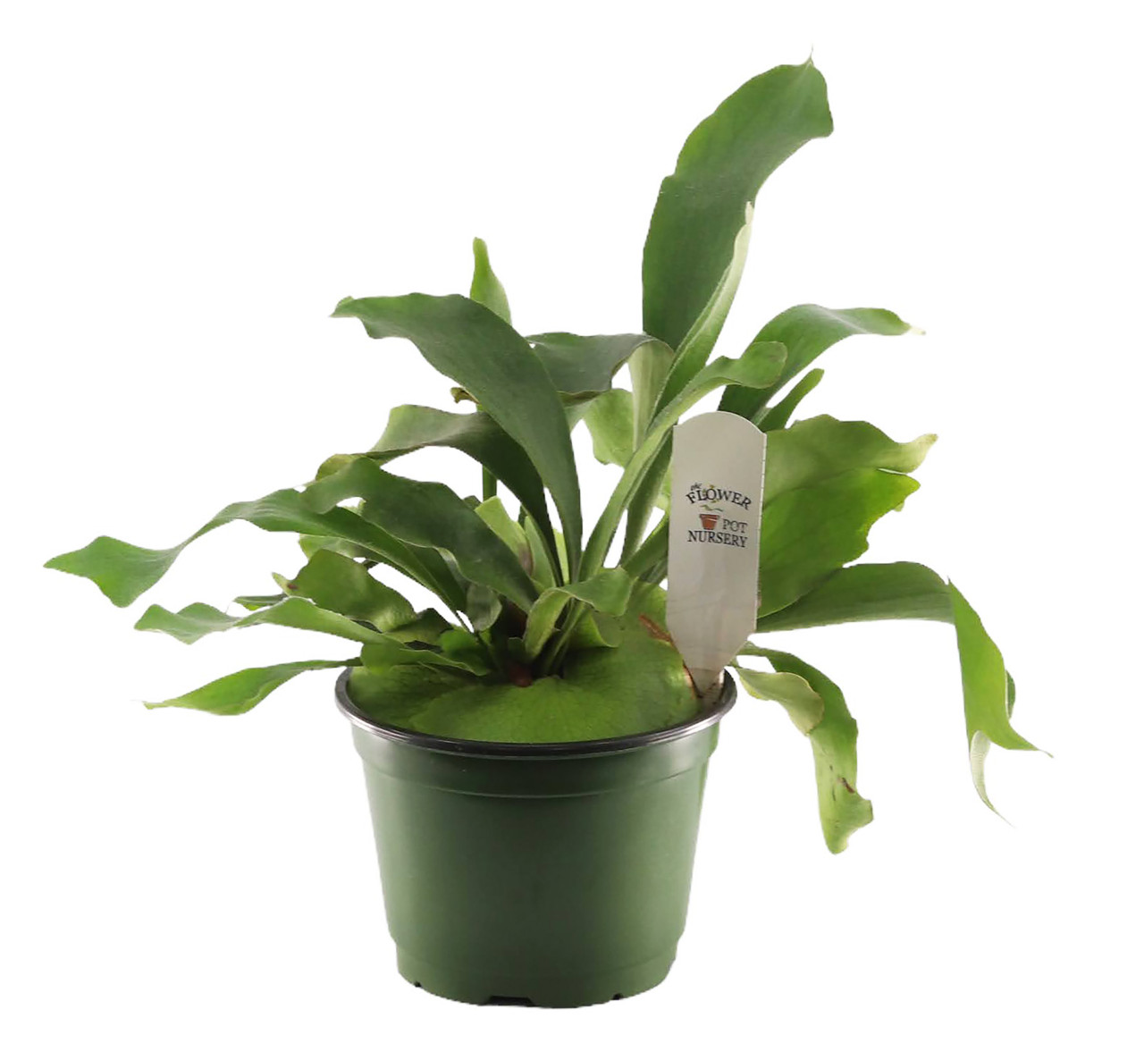 FlowerPotNursery Staghorn Fern Platycerium bifurcatum 6