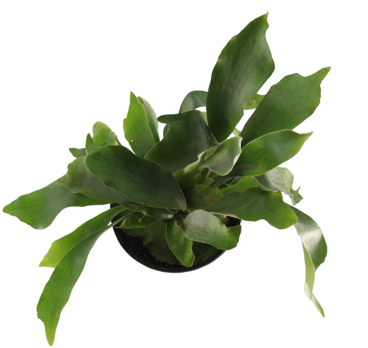 FlowerPotNursery Staghorn Fern Platycerium bifurcatum 6