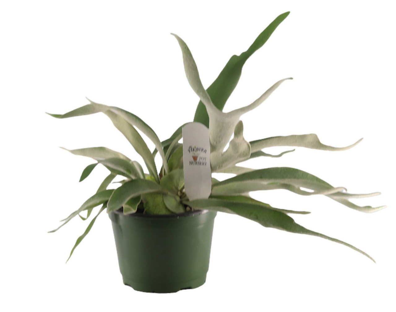 【タイムセール】PLATYCERIUM 'LEMOINEI'レモイネイ FlowerPotNursery Staghorn Fern Platycerium veitchii Lemoinei 6