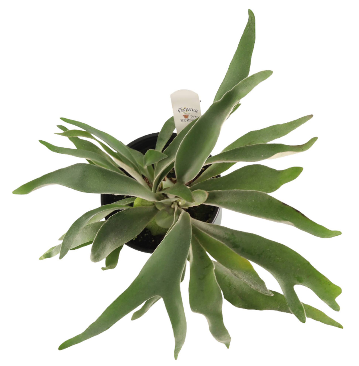 FlowerPotNursery Staghorn Fern Platycerium veitchii Lemoinei 6