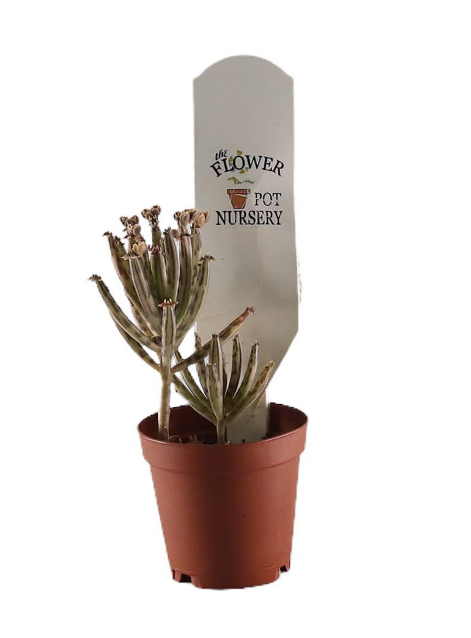 FlowerPotNursery Variegated Mother of Millions Kalanchoe daigremontiana 2"  Pot - The Flower Pot Nursery