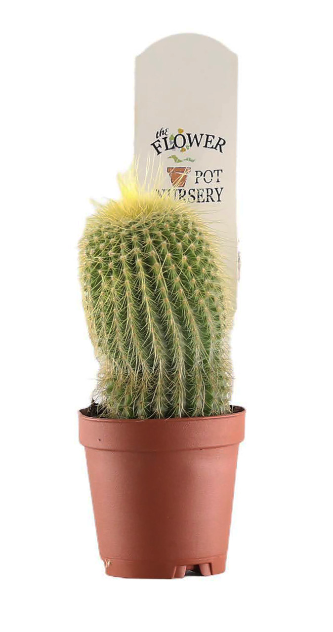 FlowerPotNursery Lemon Ball Golden Ball Cactus Parodia