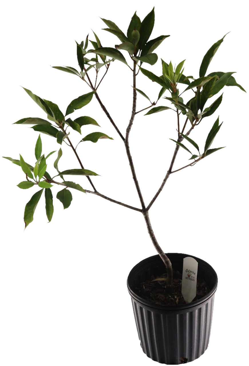 FlowerPotNursery Star Anise Illicium verum 1 Gallon Pot - The