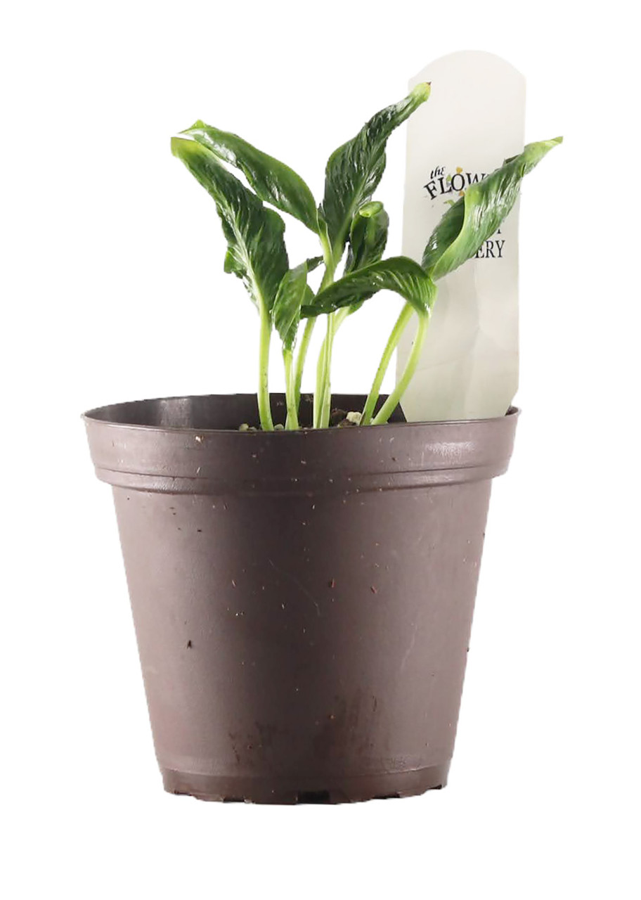 FlowerPotNursery Shangri La Sleeping Pothos Epipremnum aureum Shangri La 4"  Pot - The Flower Pot Nursery