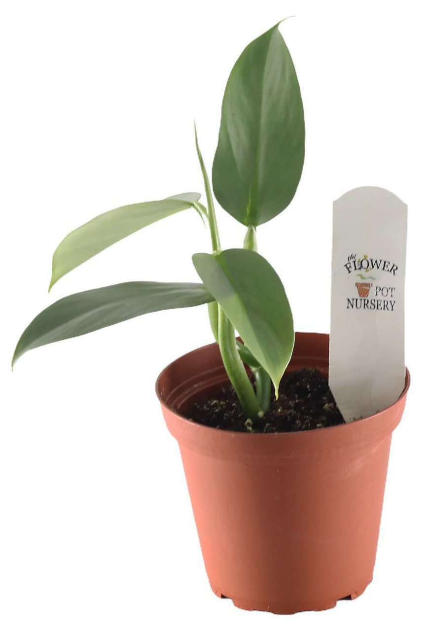 FlowerPotNursery Philodendron Silver Sword Philodendron hastatum 4" Pot -  The Flower Pot Nursery