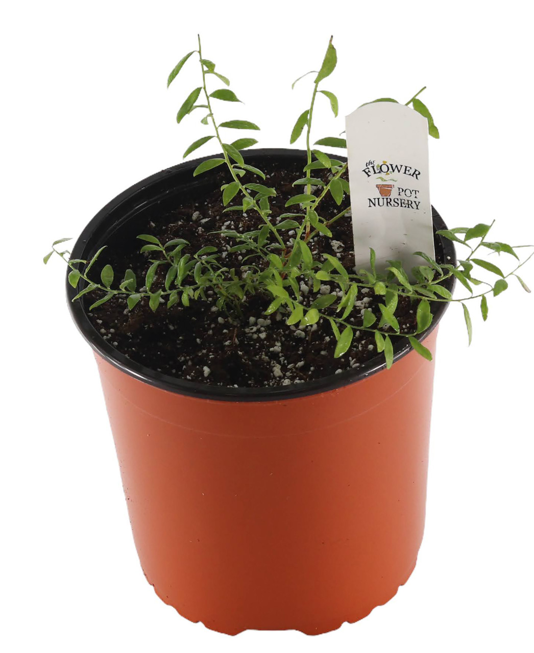 FlowerPotNursery Native Blueberry Vaccinium darrowii 1 Gallon Pot - The  Flower Pot Nursery