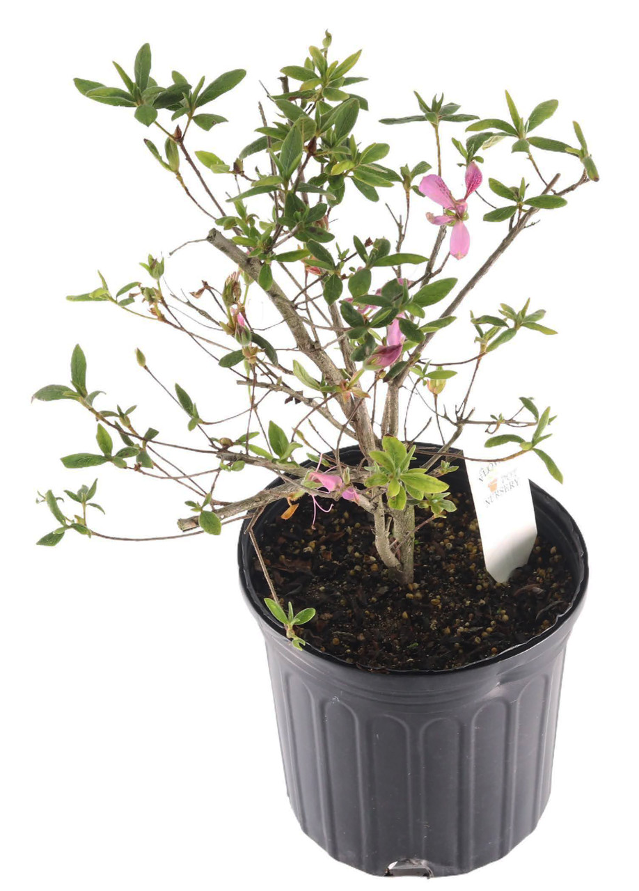FlowerPotNursery Koromo Shikibu Purple Spider Azalea Rhododendron