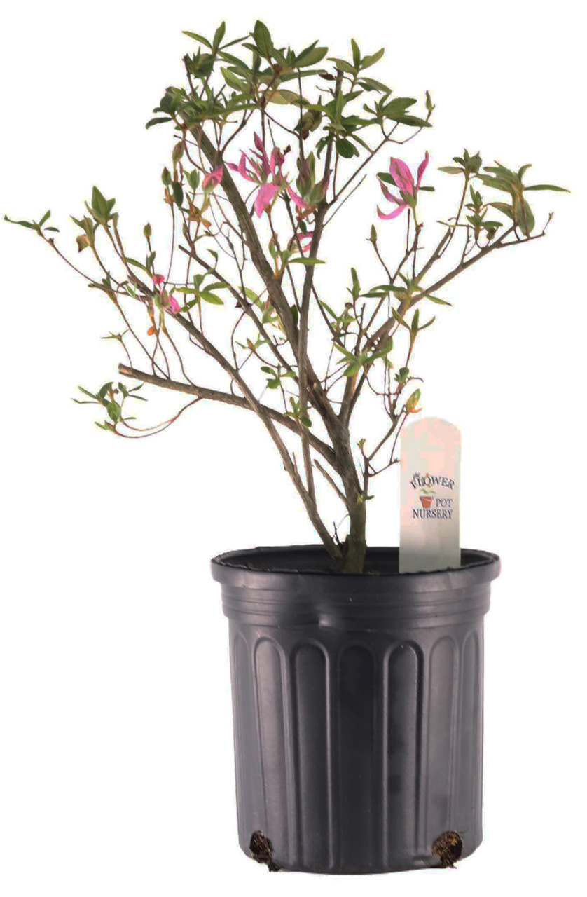 FlowerPotNursery Koromo Shikibu Purple Spider Azalea Rhododendron