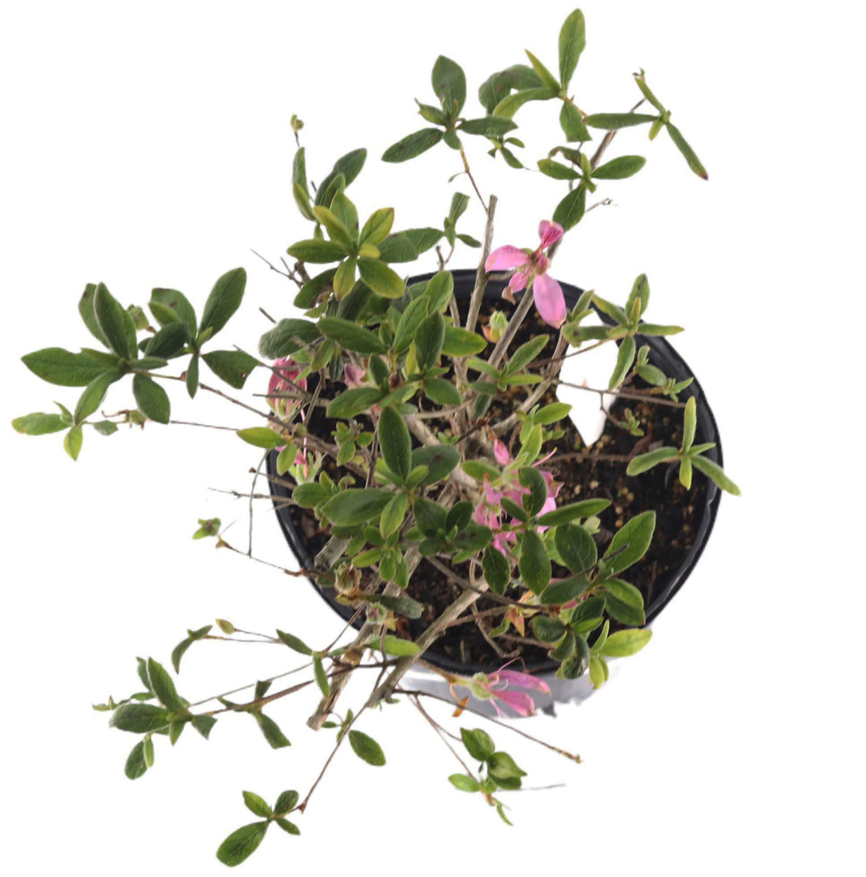 FlowerPotNursery Koromo Shikibu Purple Spider Azalea Rhododendron