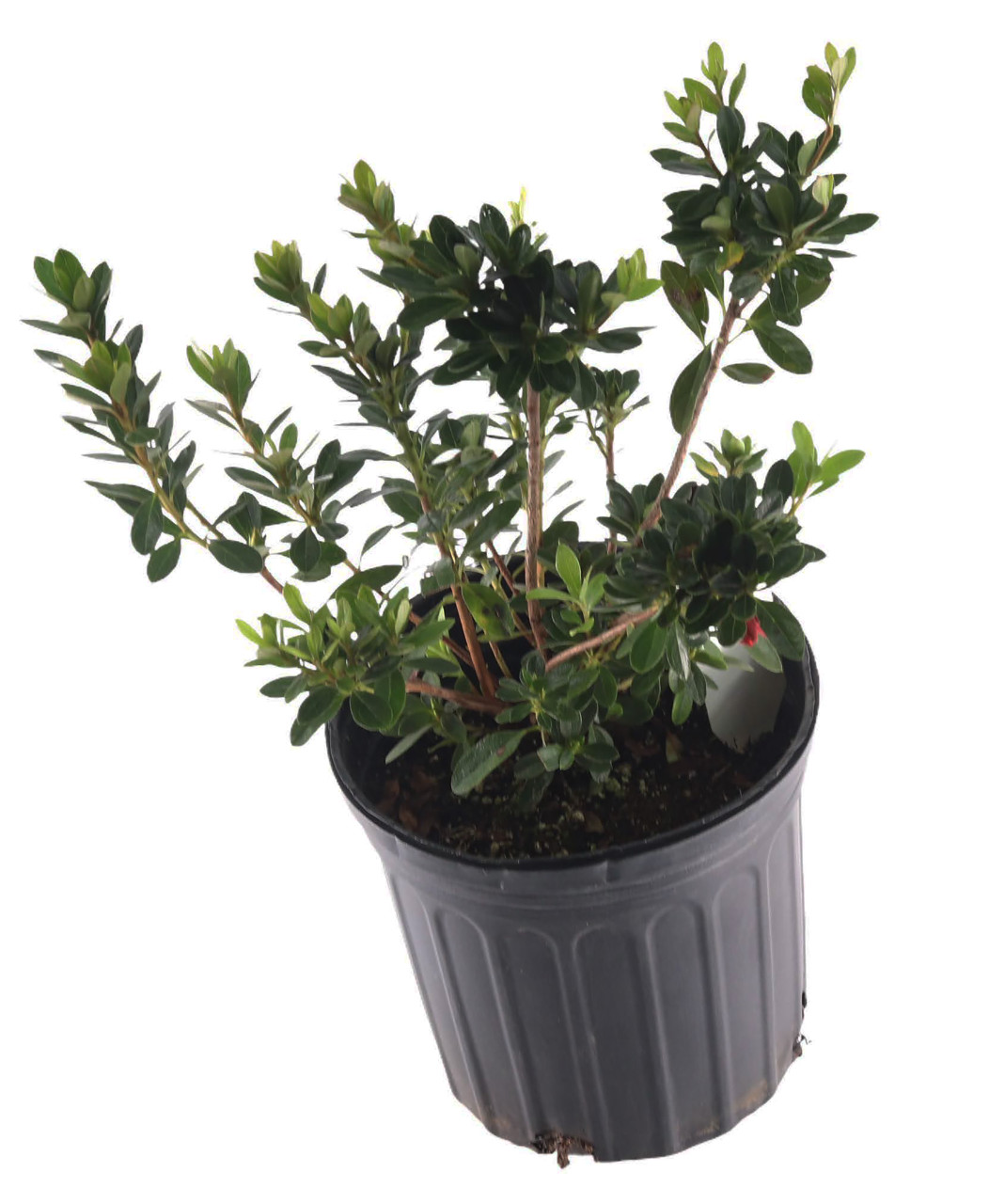 thuja globosa Globosa Nana Japanese Cedar  Plant Detectives