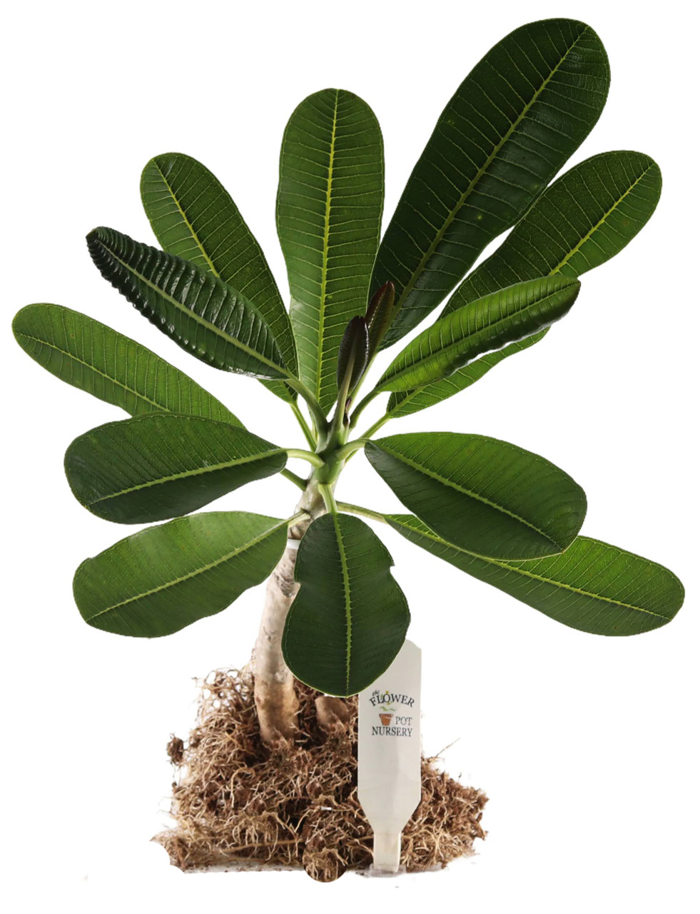 compo rasen floranid mit unkrautvernichter COMPO EXPERT Rasen Floranid mit Unkrautvernichter  Dngerprofi24