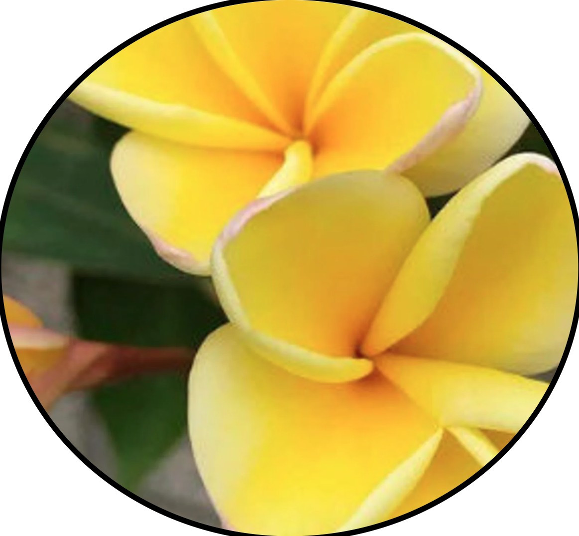 FlowerPotNursery Nebel's Gold Plumeria Frangipani r. NG Bare Root