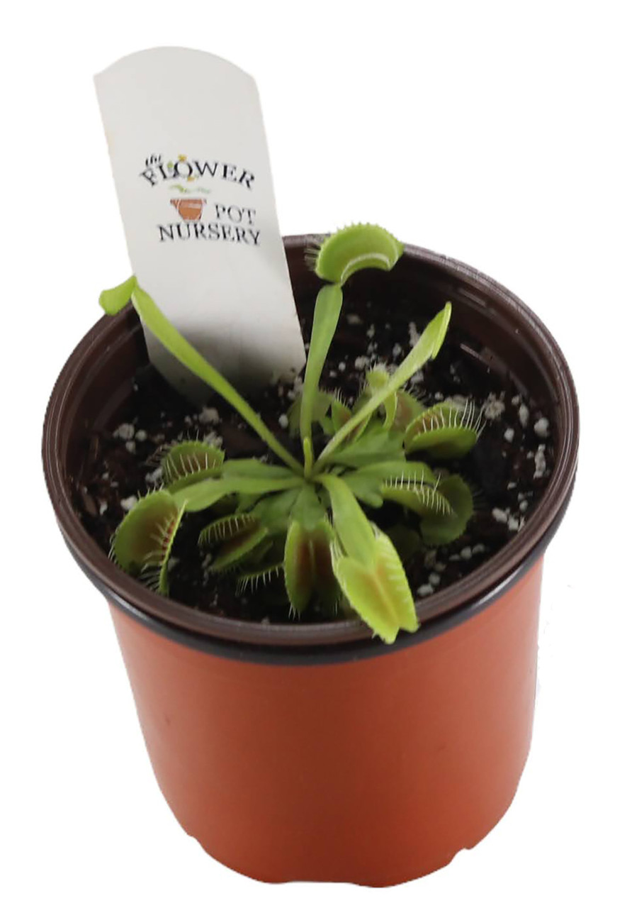 Dionaea m. 'King Henry' Potted