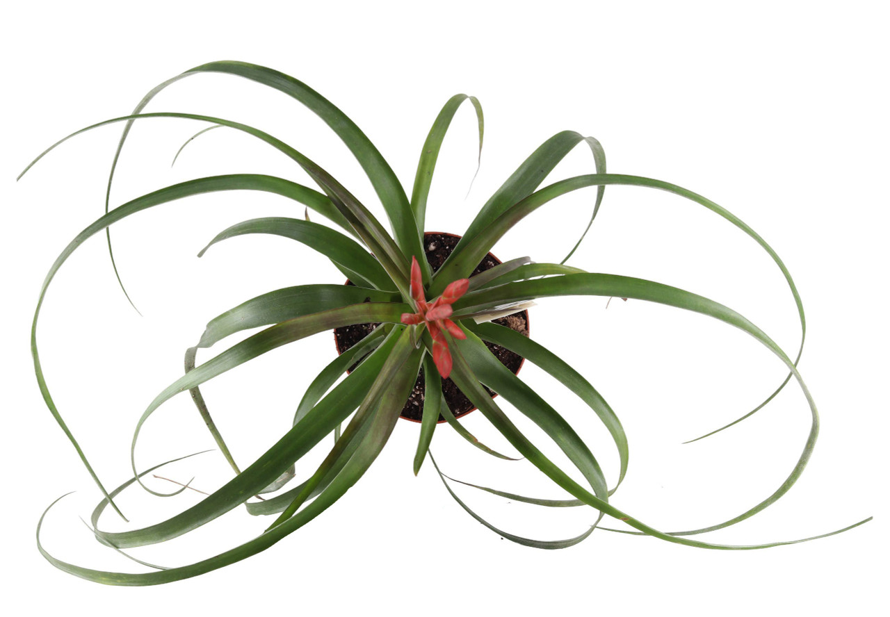 FlowerPotNursery Air Plants Mounted Tillandsia Mounted Driftwood Assorted  Small - The Flower Pot Nursery