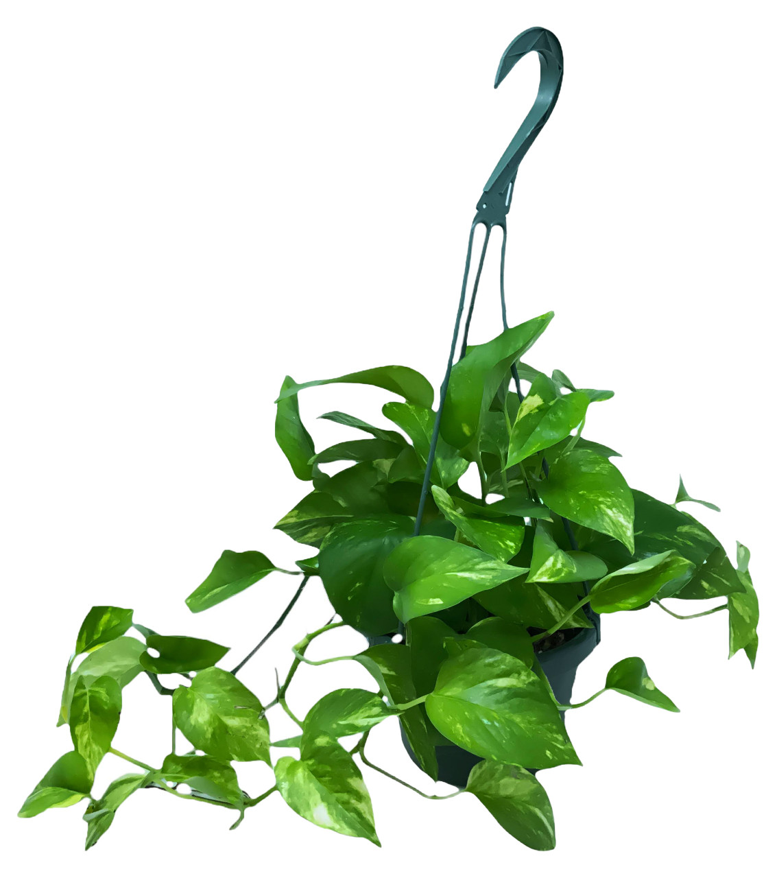 FlowerPotNursery Ivy Pothos Ivy Epipremnum aureum 10" Basket - The Flower Pot Nursery