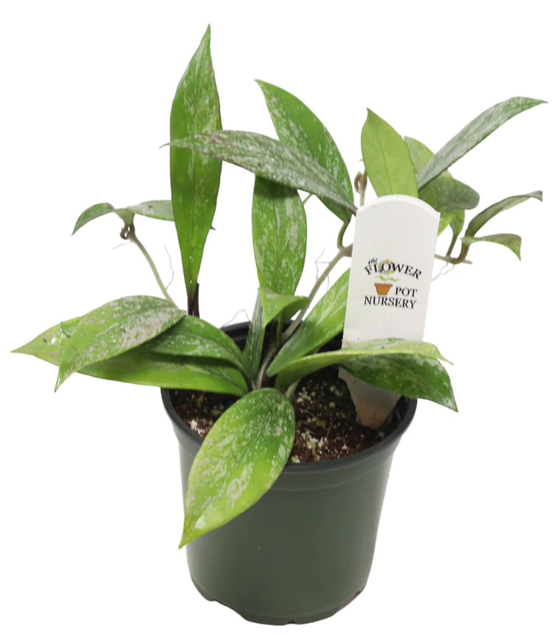 FlowerPotNursery Pubicalyx Hoya Hoya pubicalyx Speckled 4