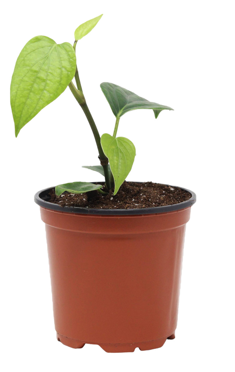 sp. | Piper - Encyclopedia Plant Tropicals Top (Pepper) Image