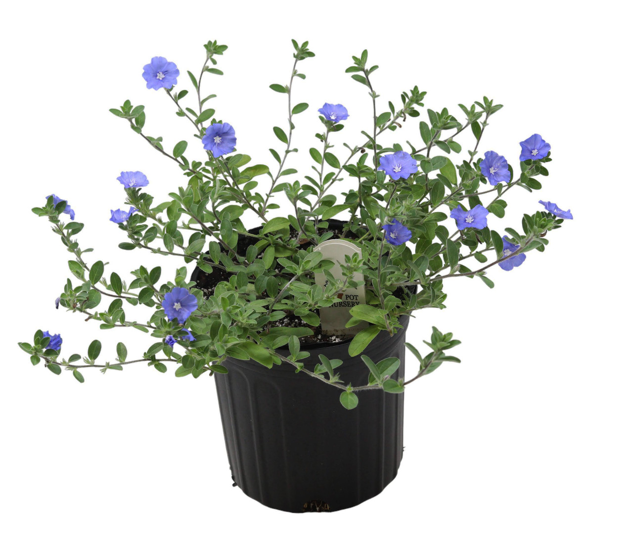 FlowerPotNursery Blue Daze Evolvulus Evolvulus sp. Hawaiian Blue