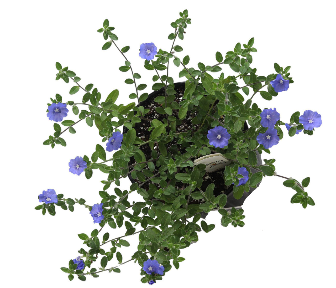 FlowerPotNursery Blue Daze Evolvulus Evolvulus sp. Hawaiian Blue