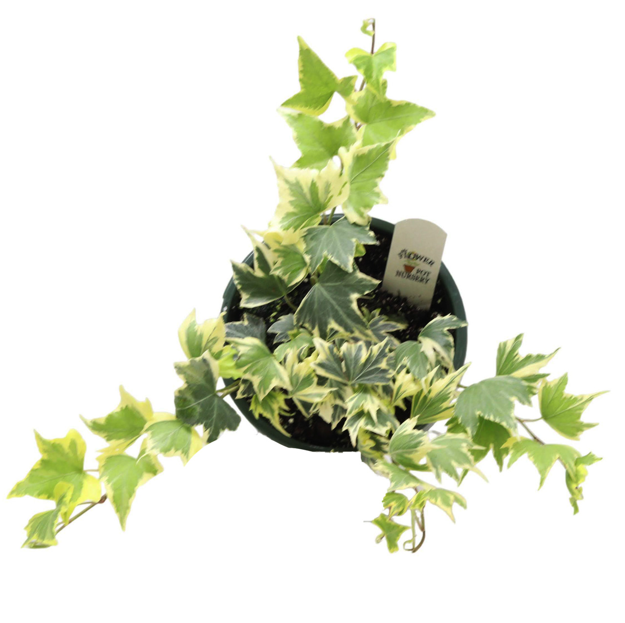 FlowerPotNursery English Ivy Yellow Ripple Hedera helix Y. R. 6" Hanging  Basket - The Flower Pot Nursery