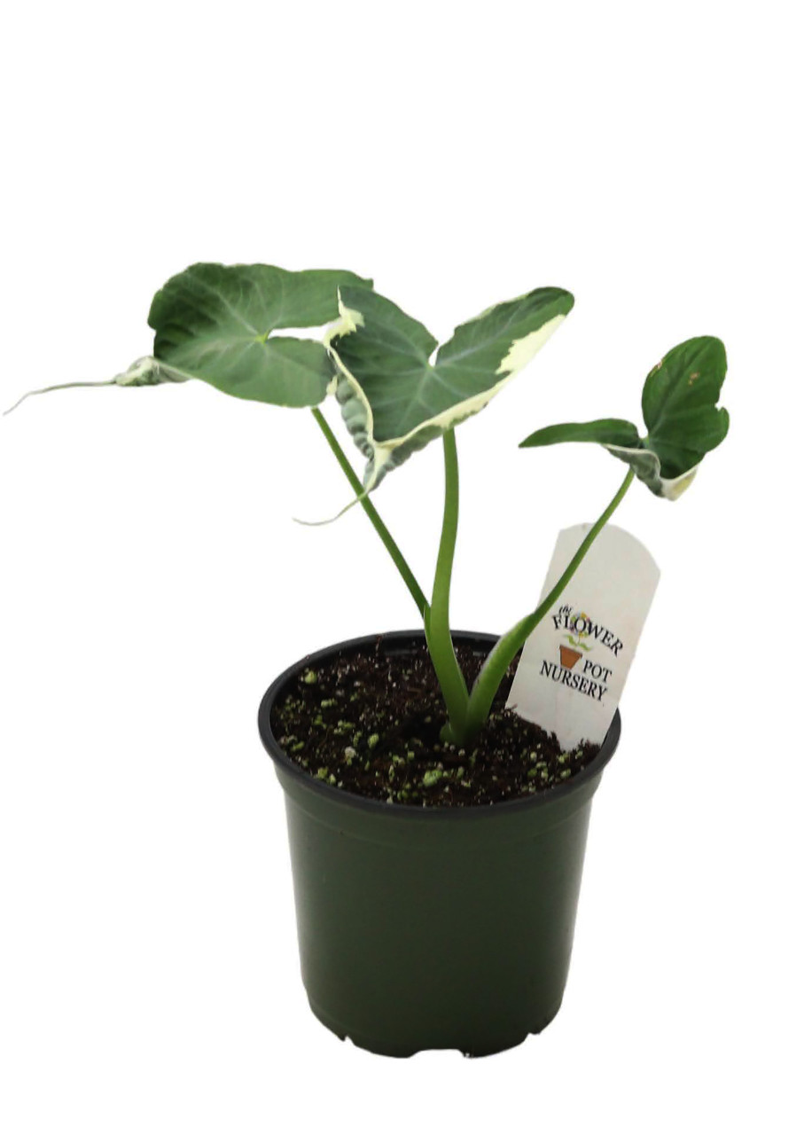 FlowerPotNursery Mickey Mouse Alocasia Xanthosoma albo variegata 4
