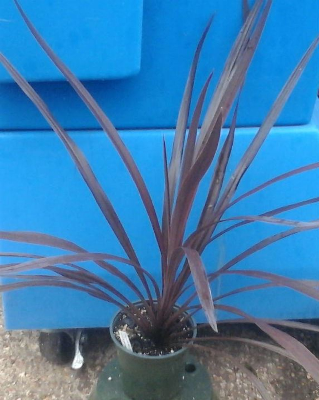 Cordyline Red Star - Cordyline australis 'Red Star' - 4” Pot