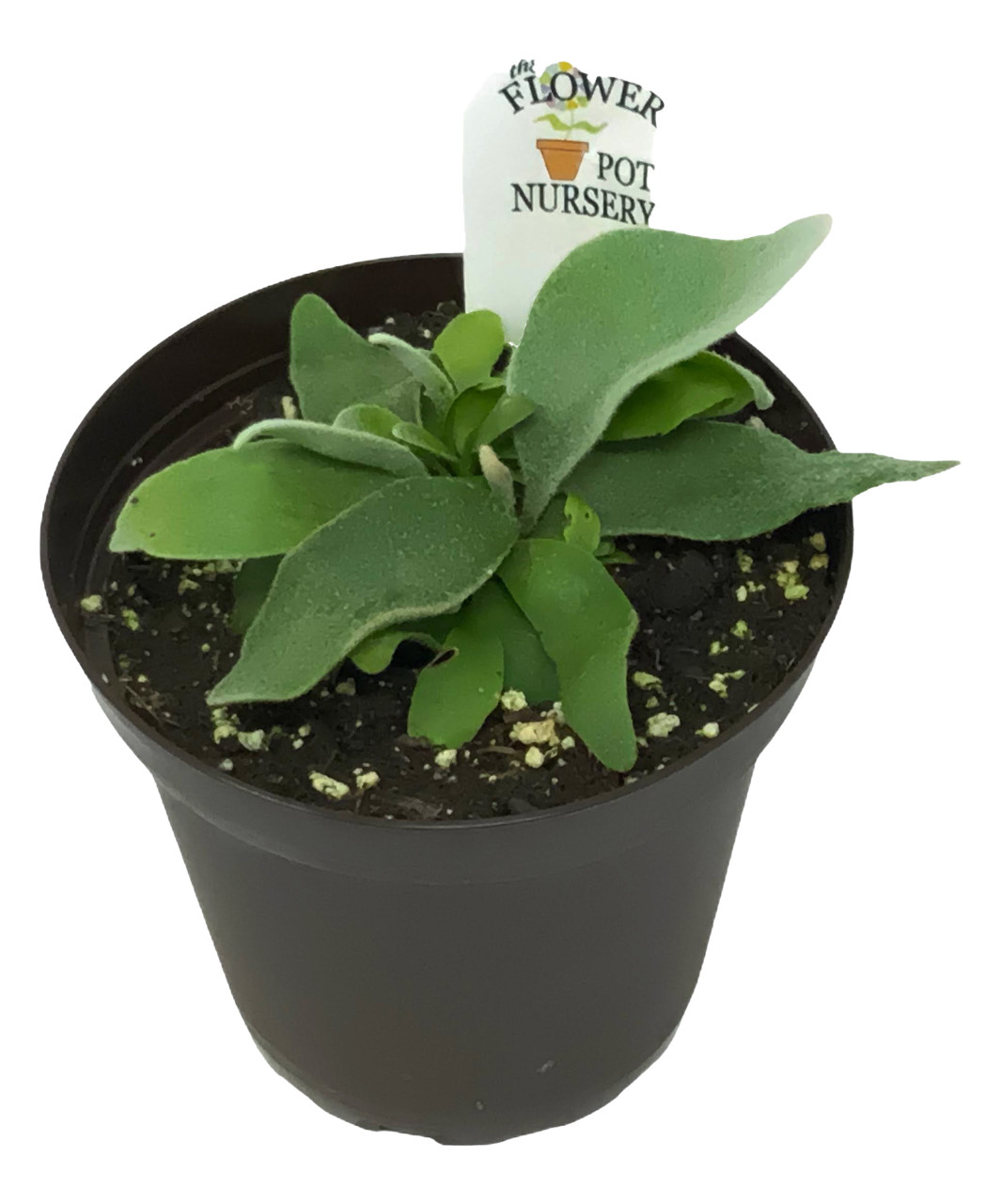 French Staghorn Fern - Platycerium veitchii 'Lemoinei' - 4