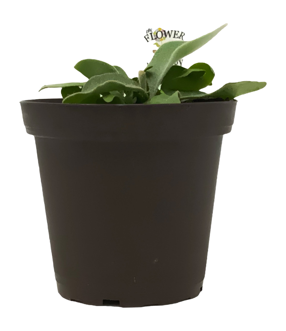 French Staghorn Fern - Platycerium veitchii 'Lemoinei' - 4