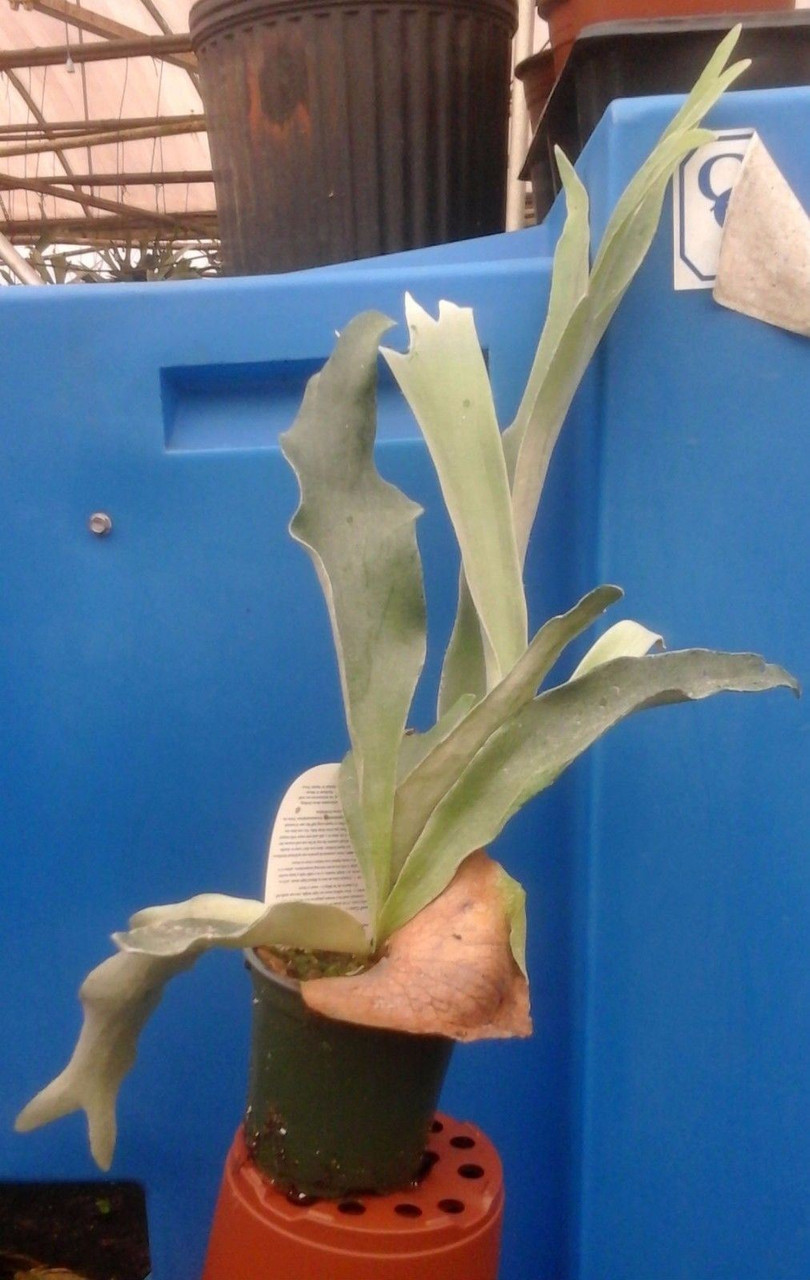 Dutch Staghorn Fern - Platycerium bifurcatum 'Netherlands' - 4