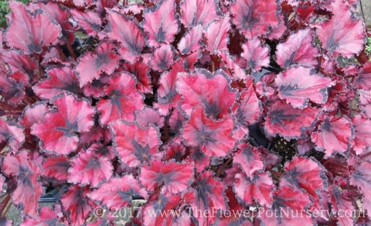 Rex Begonia - Red Robin - 4” Pot - The Flower Pot Nursery