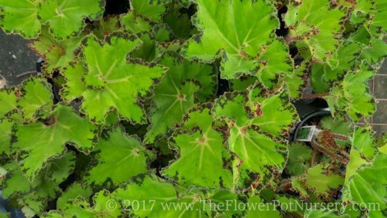 Rex Begonia - River Nile - 4” Pot - The Flower Pot Nursery