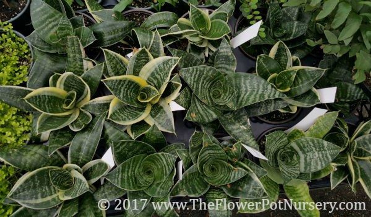 Green Sansevieria Sansevieria Trifasciata Hahnii Birds Nest Sansevieria The Flower Pot 