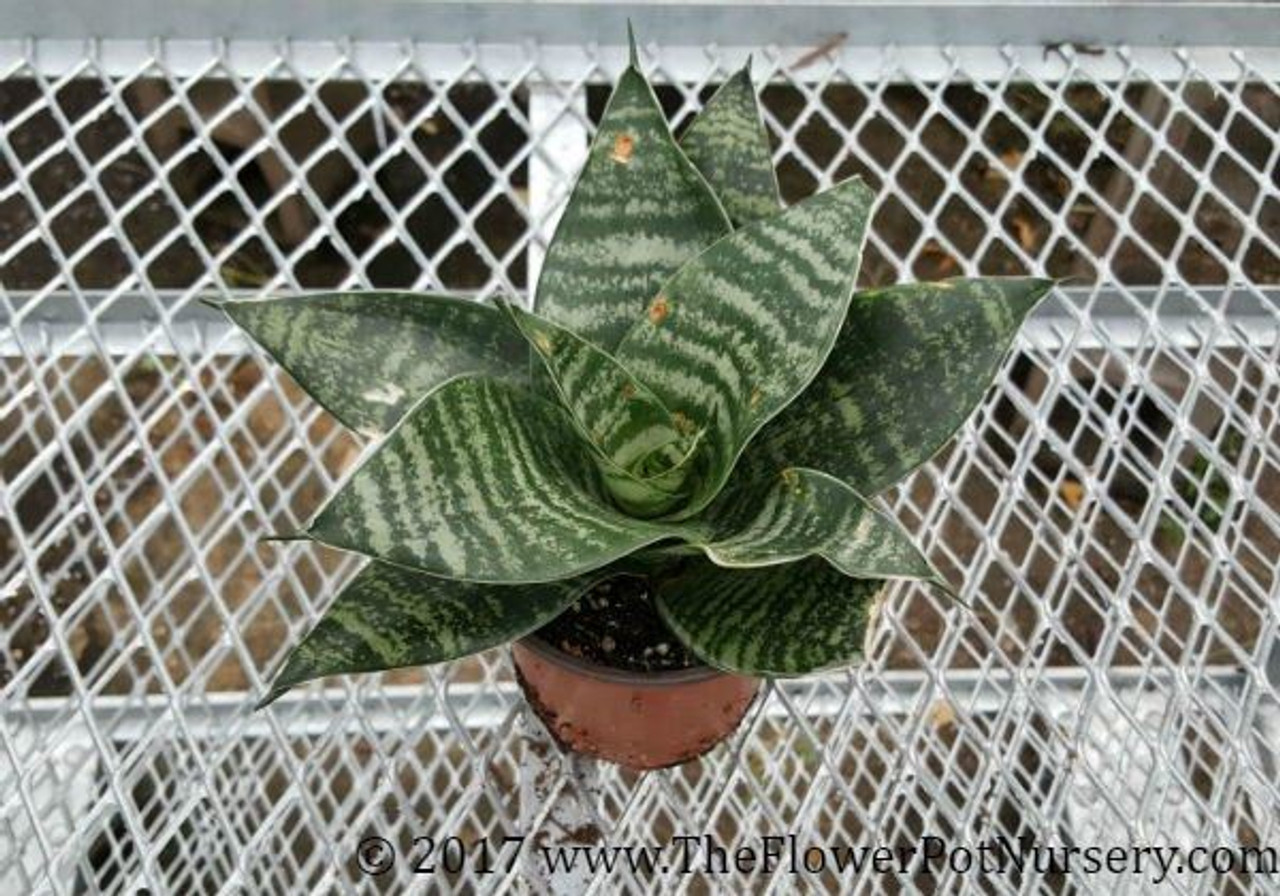 Green Sansevieria Sansevieria Trifasciata Hahnii Birds Nest Sansevieria The Flower Pot 