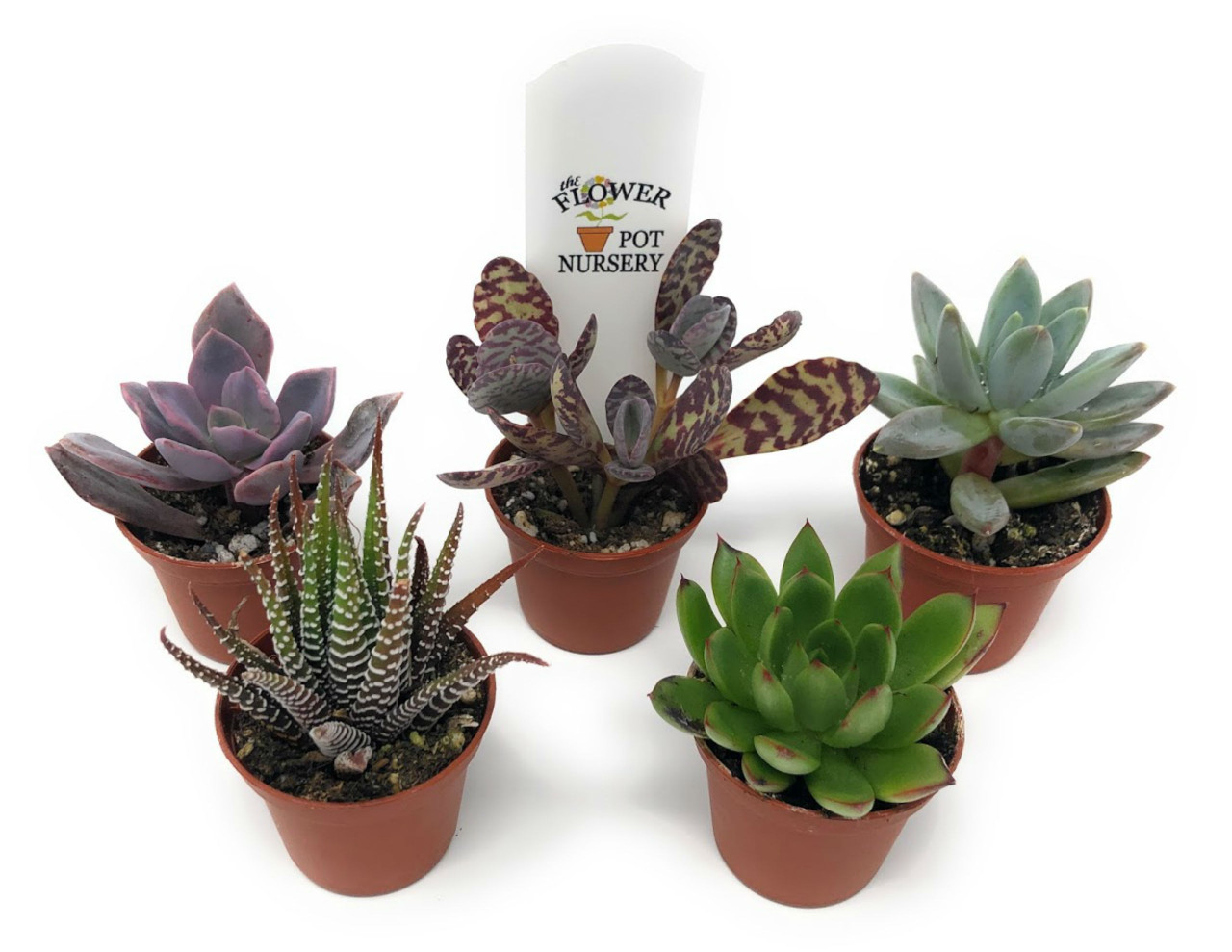 Succulents SucculentsII 2冊セット Succulents SucculentsII 2冊セット Amazon.com : Succulents