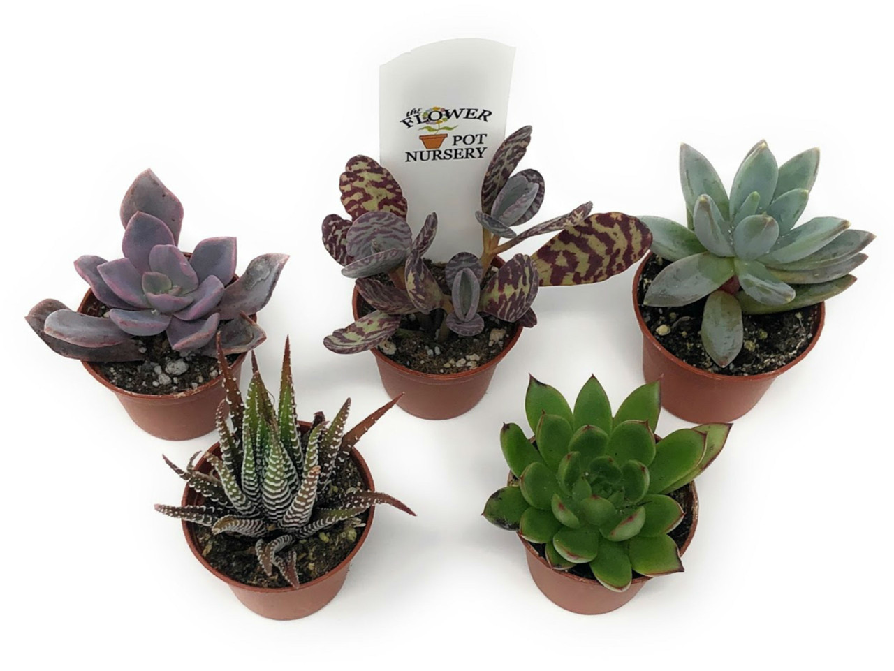 Succulents SucculentsII 2冊セット Amazon.com : Succulents Pack for Beginners | Set of 2/4/6/8