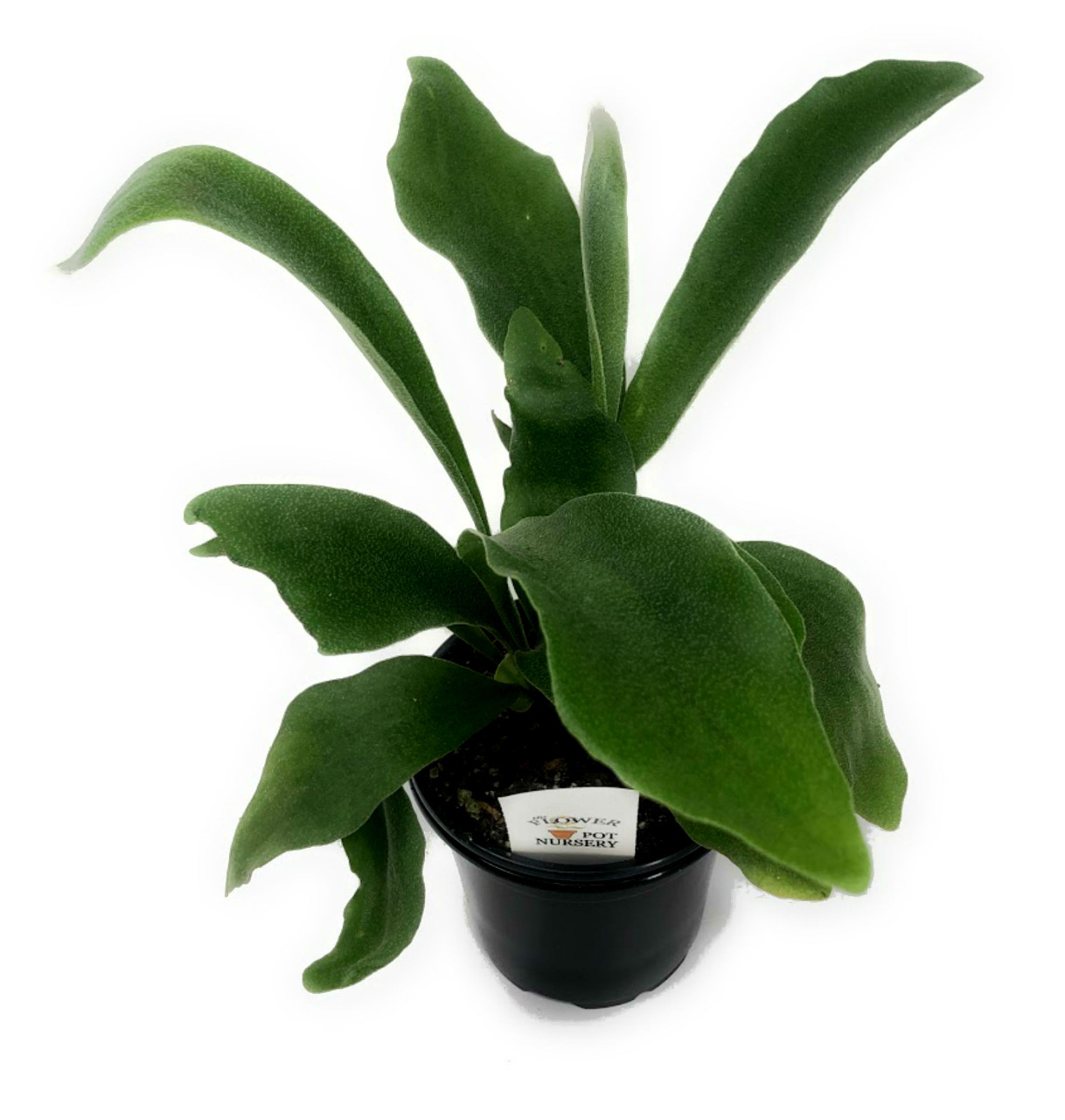 FlowerPotNursery Staghorn Fern Platycerium bifurcatum 4